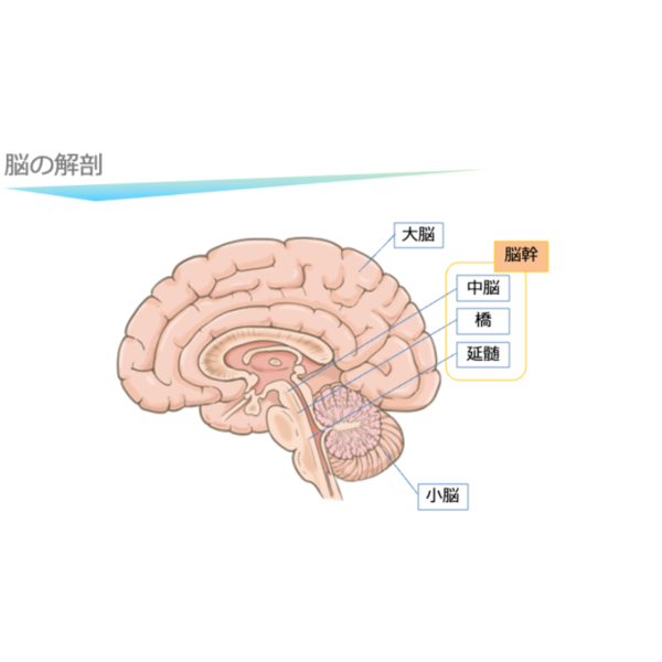 脳血管疾患1/4 | 栄養管理に必要な脳血管疾患の基本(※pptxダウンロード可) - 画像 (2)