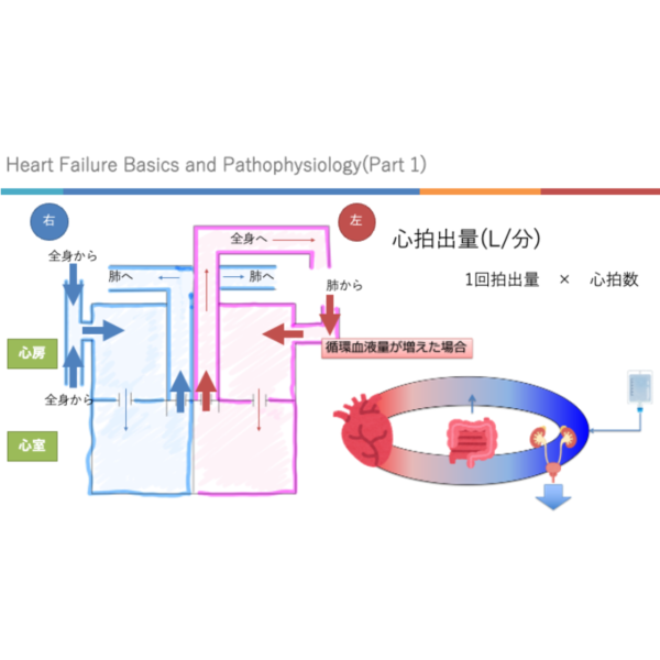 心不全1/4 | 心不全の基礎と病態生理(前編)(※pptxダウンロード可) - 画像 (3)