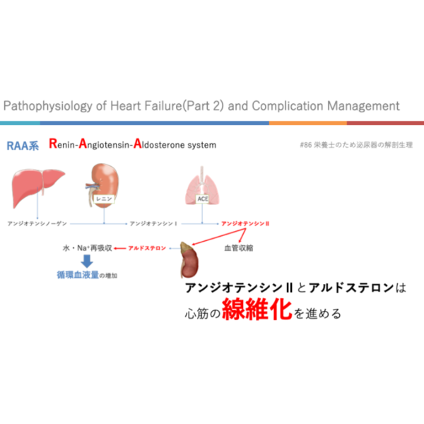 心不全2/4 | 心不全の病態生理(後編)と合併症管理(※pptxダウンロード可) - 画像 (4)