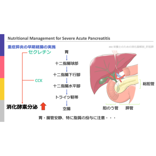 重症病態4/4 | 重症膵炎患者の栄養管理 - 画像 (3)